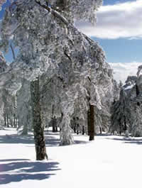 Cyprus Ski - Troodos Mountains